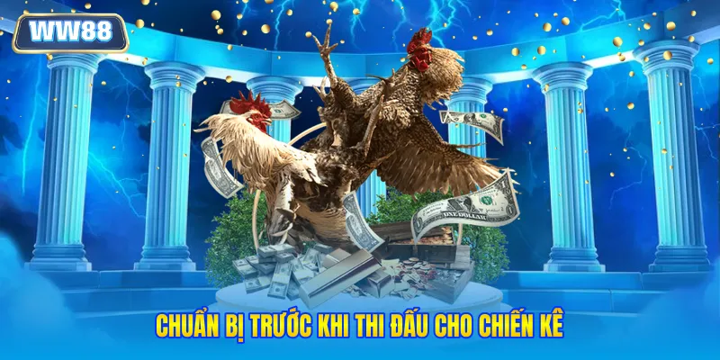 Chuẩn bị trước khi thi đấu cho chiến kê