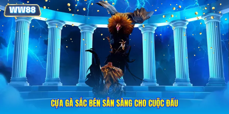 Cựa gà sắc bén sẵn sàng cho cuộc đấu