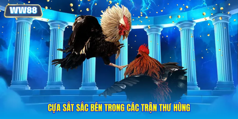 Cựa sắt sắc bén trong các trận thư hùng
