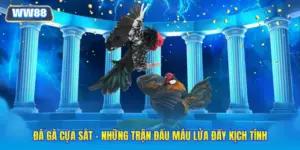 Đá gà cựa sắt