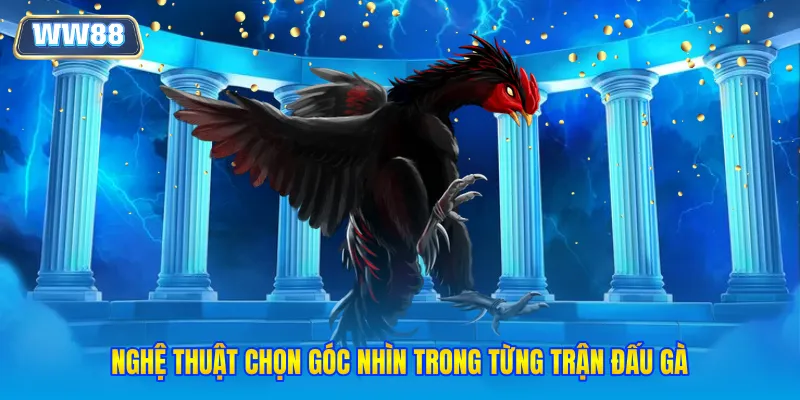 Nghệ thuật chọn góc nhìn trong từng trận đấu gà