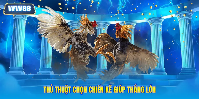 Thủ thuật chọn chiến kê giúp thắng lớn