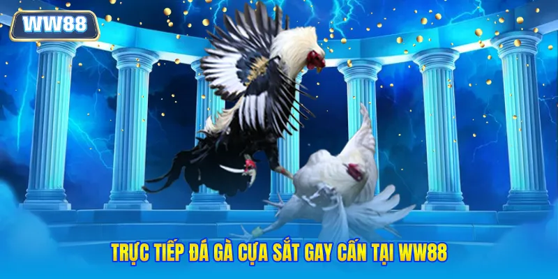 Trực tiếp đá gà cựa sắt gay cấn tại WW88