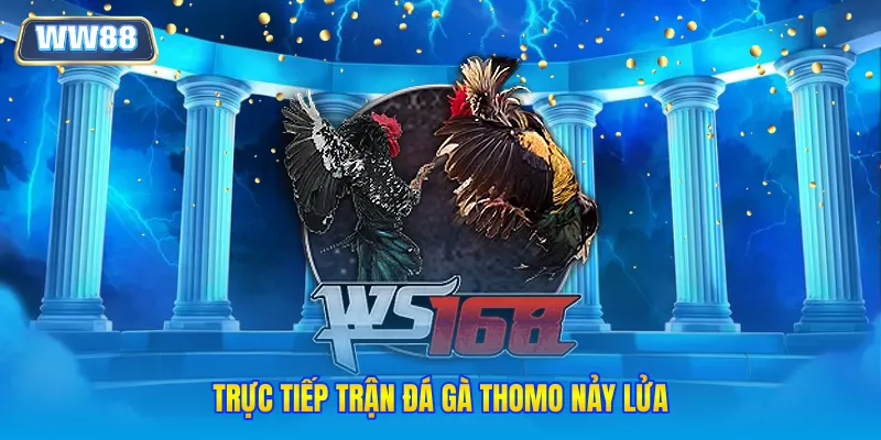 Trực tiếp trận đá gà Thomo nảy lửa